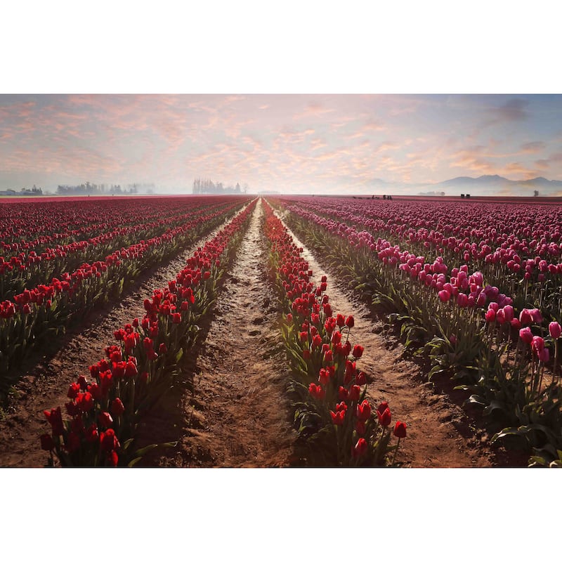 Marmont Hill - Tulips Forever by Sylvia Cook Painting Print on Canvas - Multi-Color