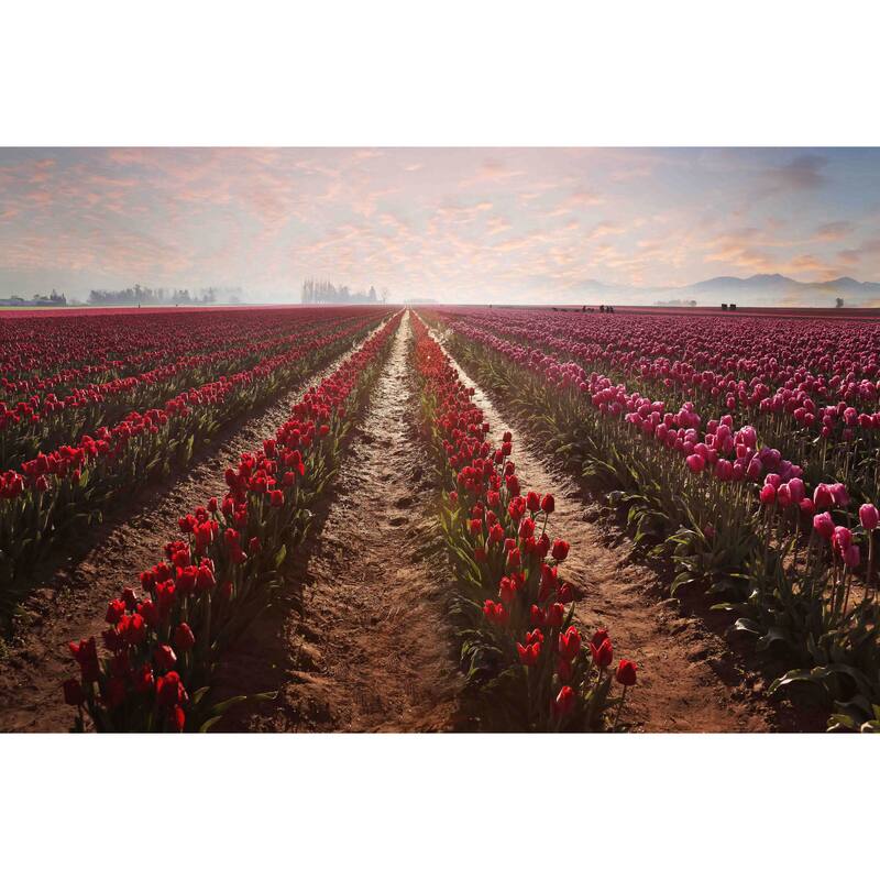 Marmont Hill - Tulips Forever by Sylvia Cook Painting Print on Canvas - Multi-Color