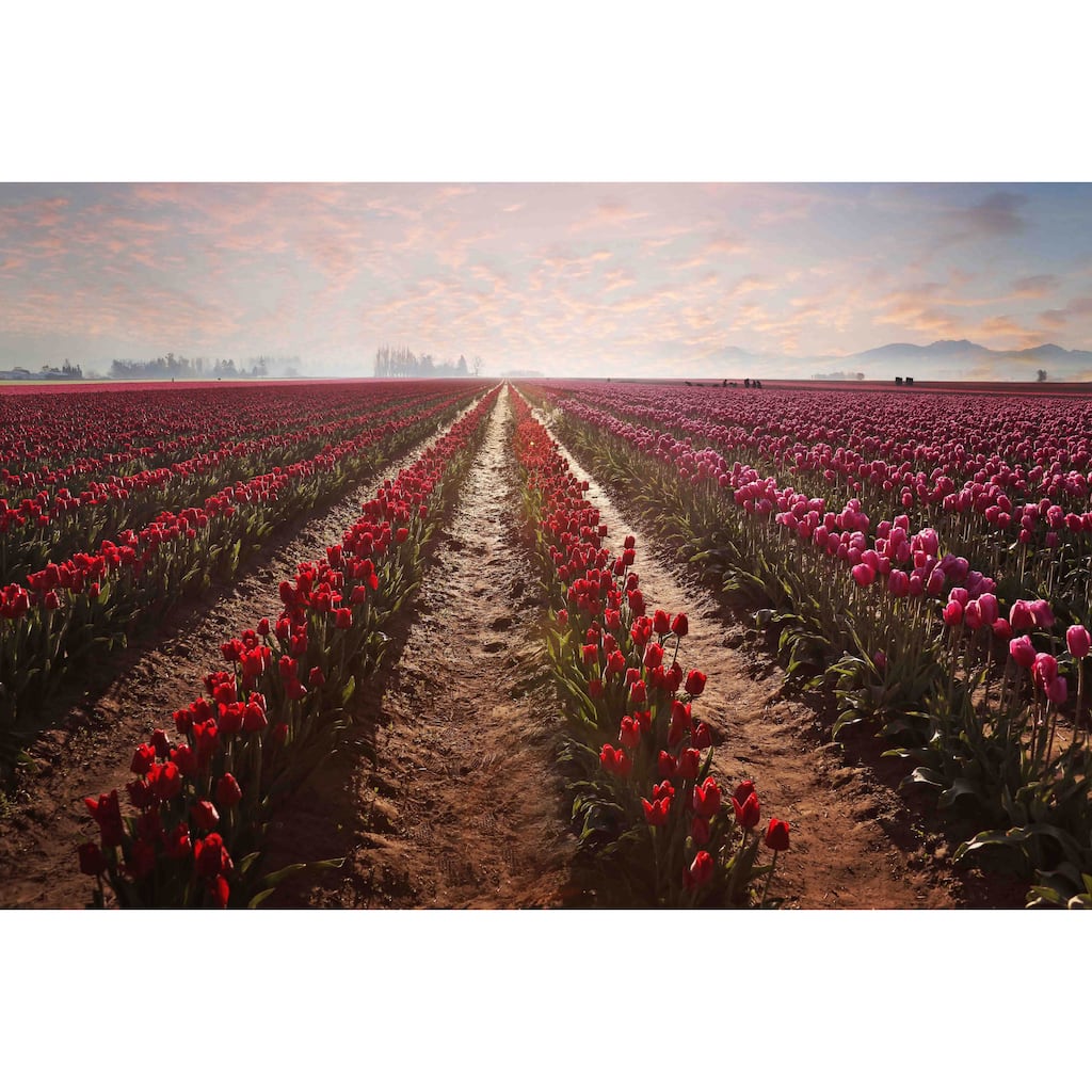 Marmont Hill - Tulips Forever by Sylvia Cook Painting Print on Canvas - Multi-Color