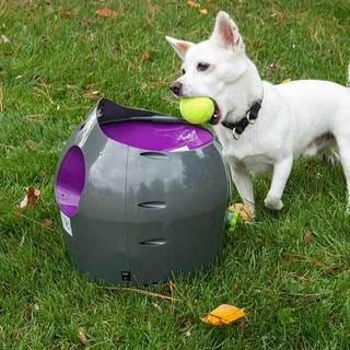 automatic ball launcher dog toy