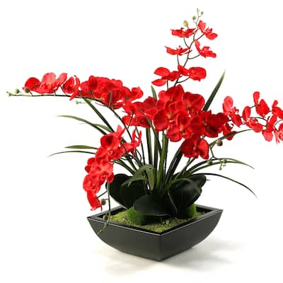 Deep Red Phael Orchids in Square Metal Planter