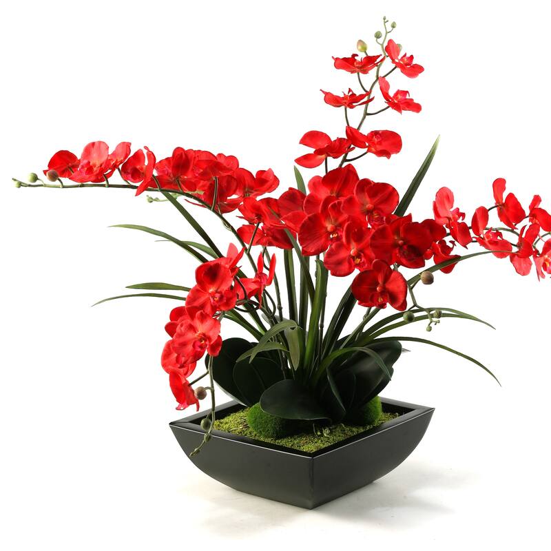 Deep Red Phael Orchids in Square Metal Planter