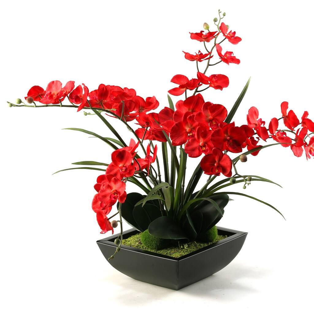 Deep Red Phael Orchids in Square Metal Planter