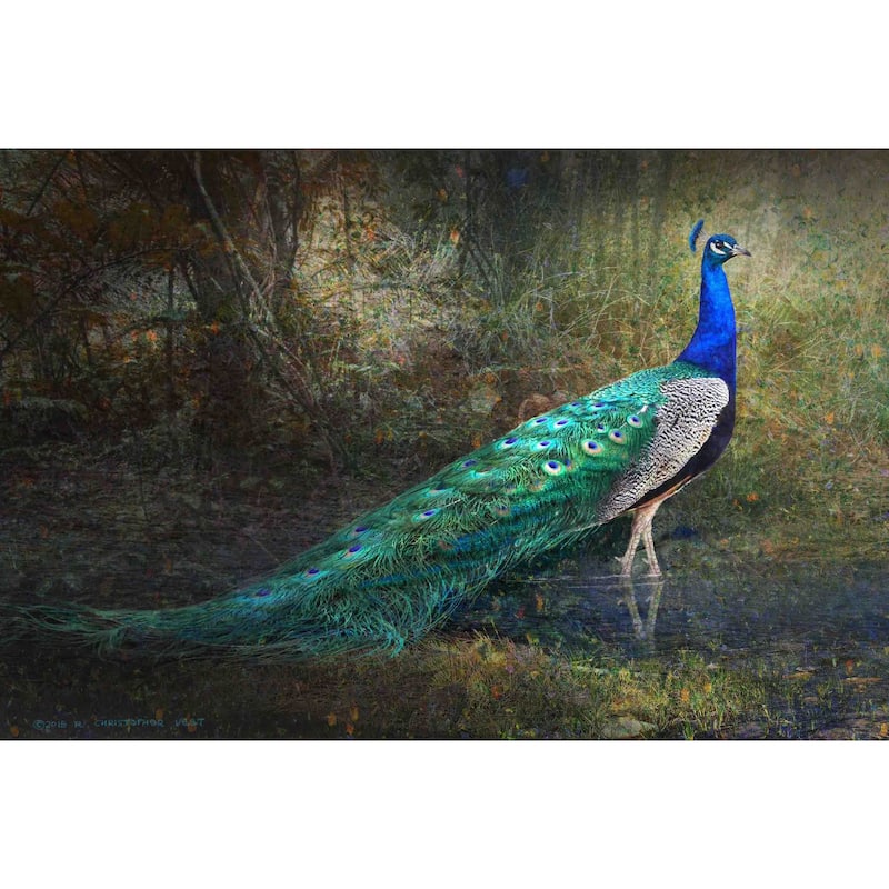 Marmont Hill 'Jungle Stream Peacock' by Chris Vest Painting Print on Canvas - Multi-Color