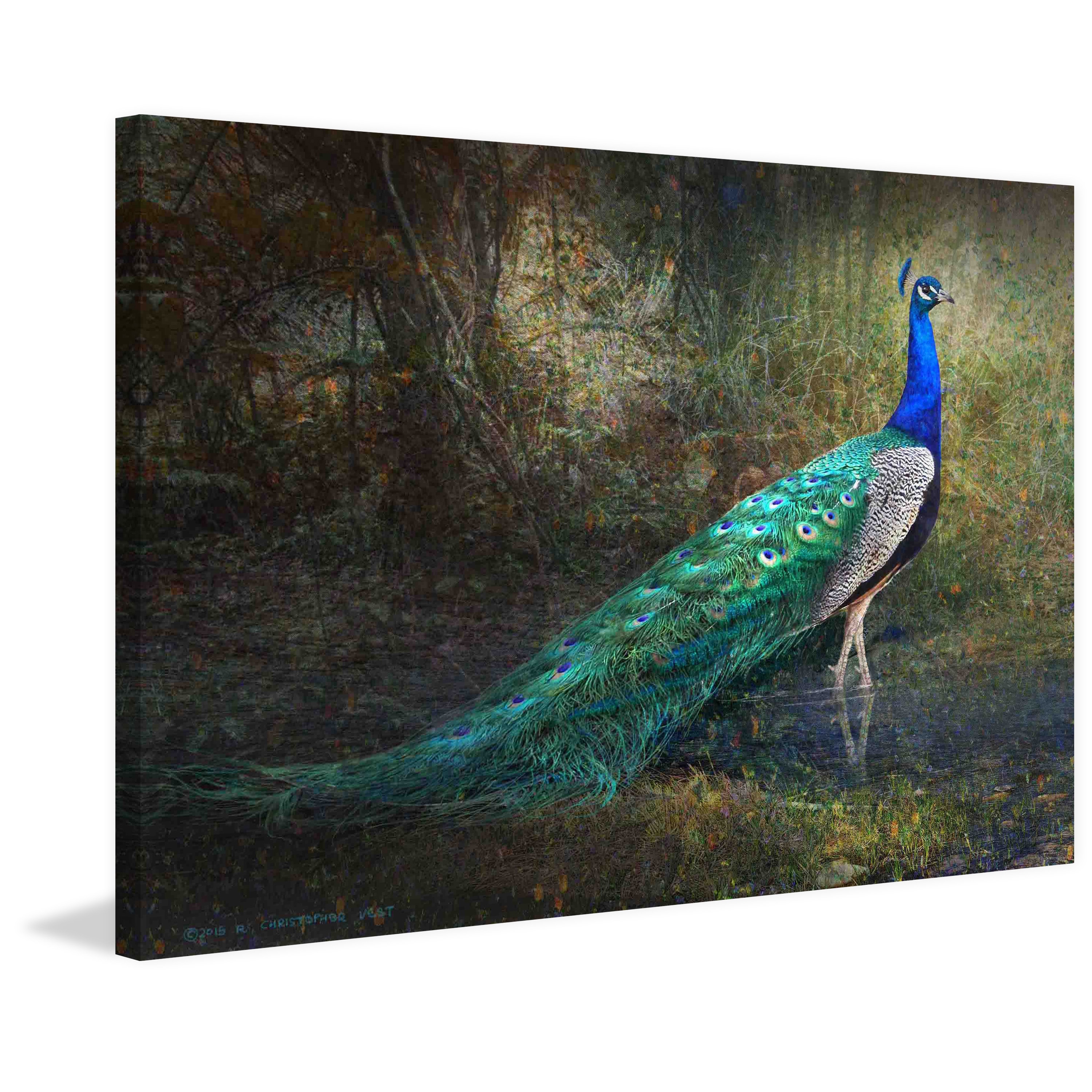 Pecock On Canvas by Ihab Print