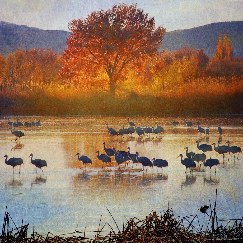 Marmont Hill 'Orange Tree Cranes' by Chris Vest Painting Print on Canvas - Multi-Color
