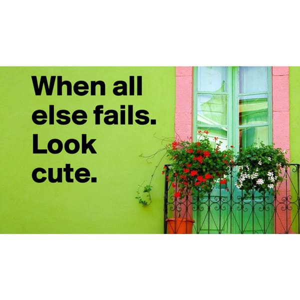 When All Else Fails, Look Cute! quote Wall Art Sticker Decal - Bed Bath ...