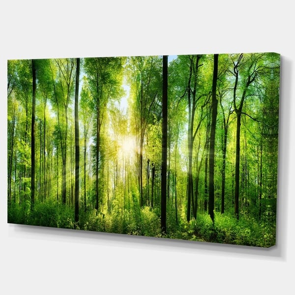 Designart Forest With Rays Of Sun Panorama Landscape Canvas Print On Sale Overstock 11664321
