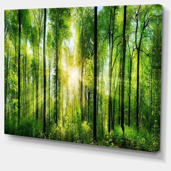 Designart Forest With Rays Of Sun Panorama Landscape Canvas Print On Sale Overstock 11664321