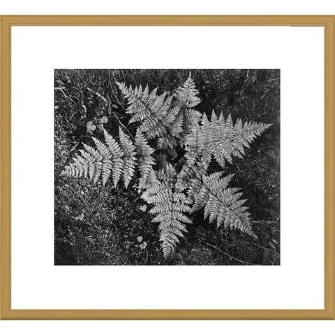 Global Gallery Ansel Adams 'Ferns, Glacier National Park, Montana' Framed Art