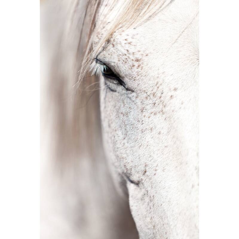 Marmont Hill 'Horse Eye' Print on Canvas - Multi-Color