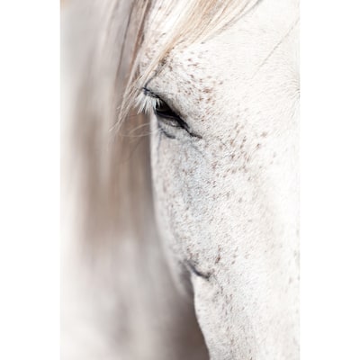 Marmont Hill 'Horse Eye' Print on Canvas - Multi-Color