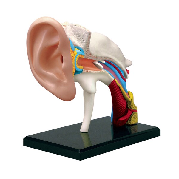 Tedco Toys Kids Classroom Ear Anatomy Model - 18779702 - Overstock.com ...