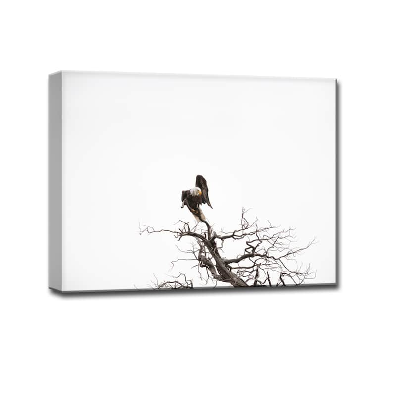 Bald Eagle' Nature Photography Canvas Print - On Sale - Bed Bath ...