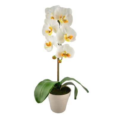 Phalaenopsis Orchids Vase