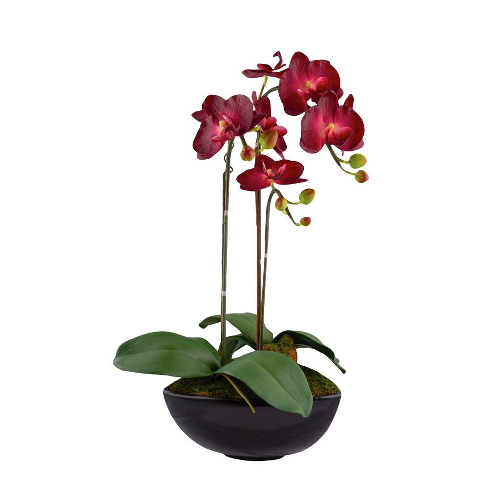 Burgundy Phalaenopsis Orchids in Black Vase - White - N/A