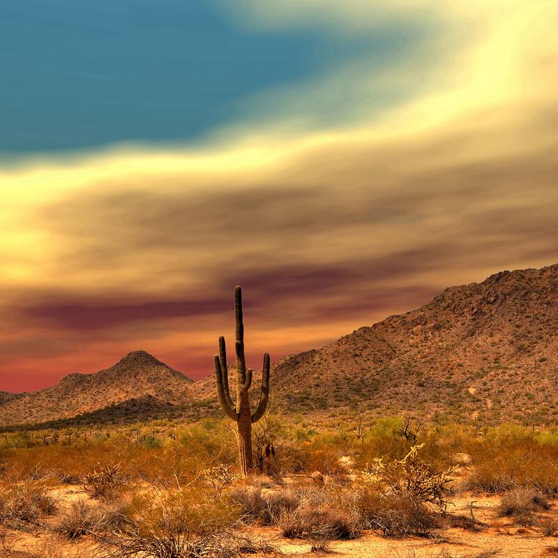 Marmont Hill 'Lone Cactus' Painting Print on Wrapped Canvas - Multi-Color