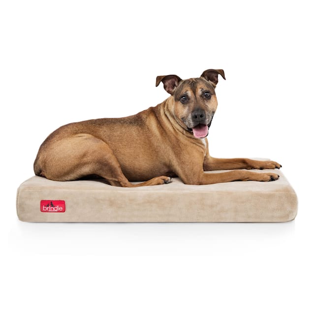 Brindle Memory Foam 4-inch Orthopedic Dog Bed