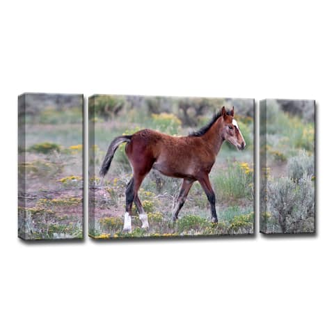 Mustang Foal' 3-Pc Nature Photography Canvas Print Set