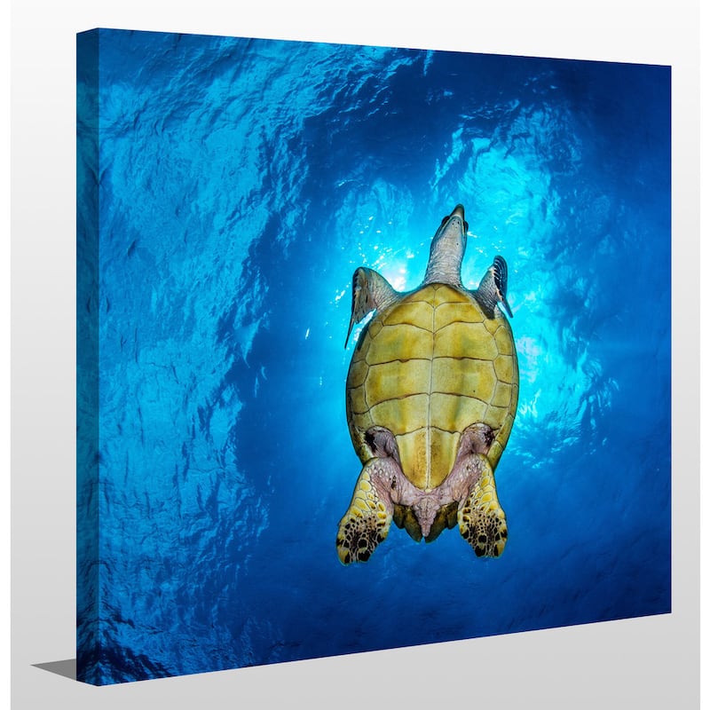 Craig Dietrich 'sunlit Turtle' Underwater Photography Canvas Wall Art 