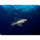 Craig Dietrich 'Grey Streak' Underwater Photography Canvas Wall Art ...