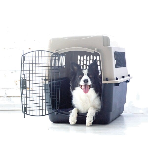 petmate 36 inch dog crate