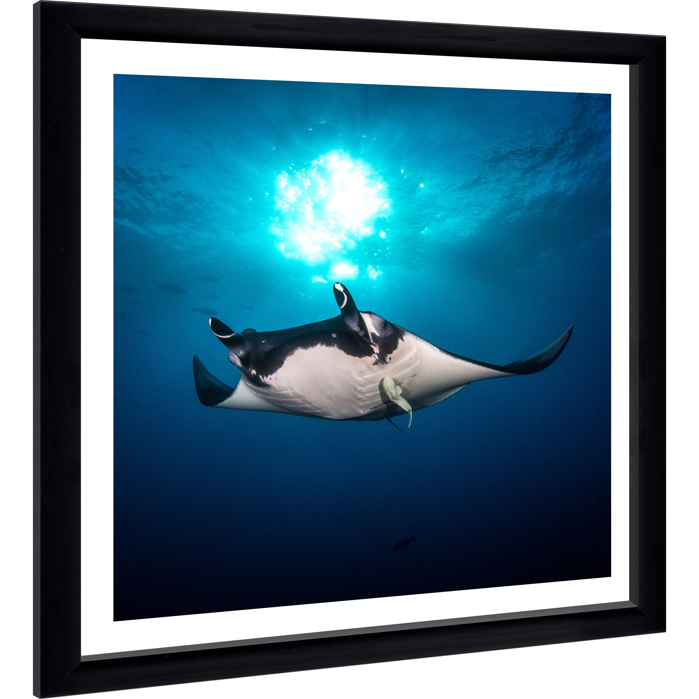 Viral Scuba Diver: Steph'S Underwater Photography Takes Over 9Gag - ki3iu47