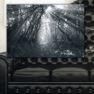 Sun Rays Through Gray Trees - Landscape Photography Wall Art - Black ...