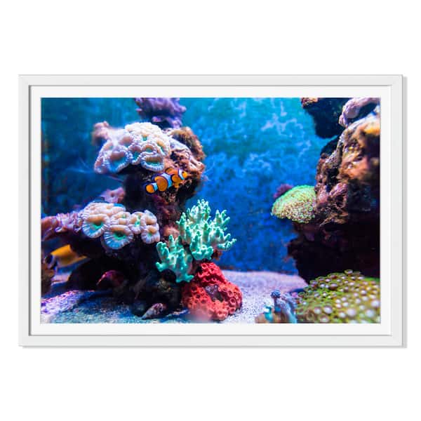 Megastocker 'Tropical Fish In Aquarium' Canvas Gallery Wrap - Overstock ...