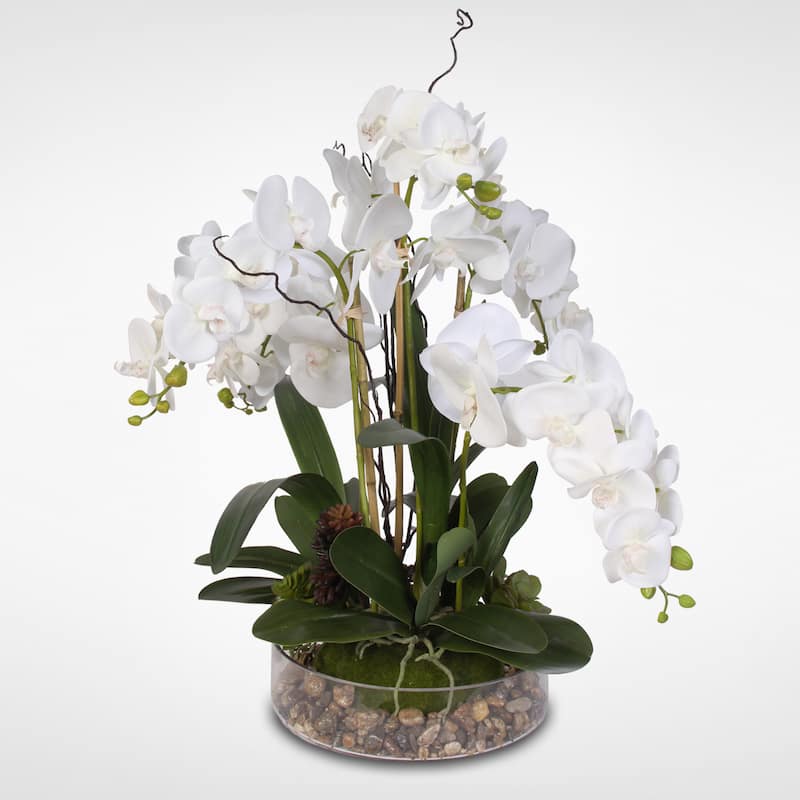 Real Touch Orchid with Succulents - White