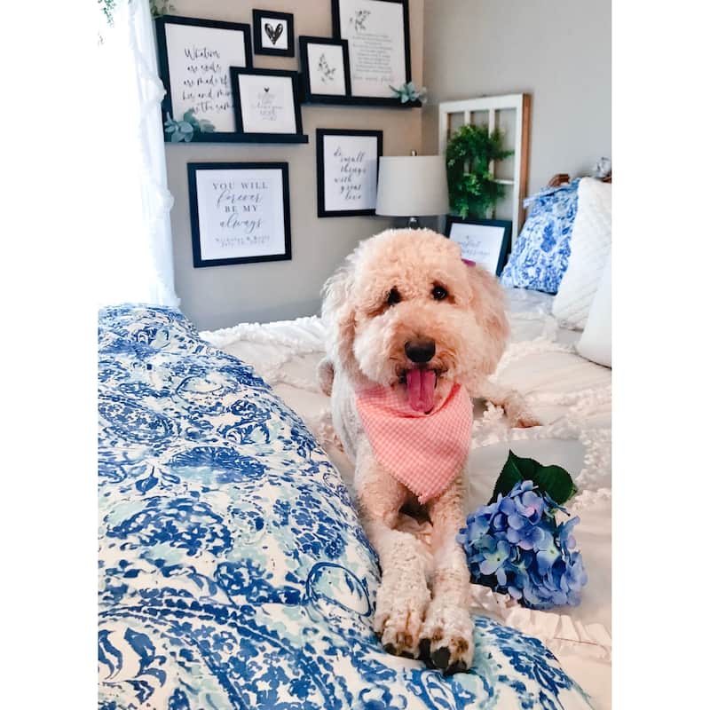 Poppy and Fritz Brooke Cotton Paisley Comforter Set