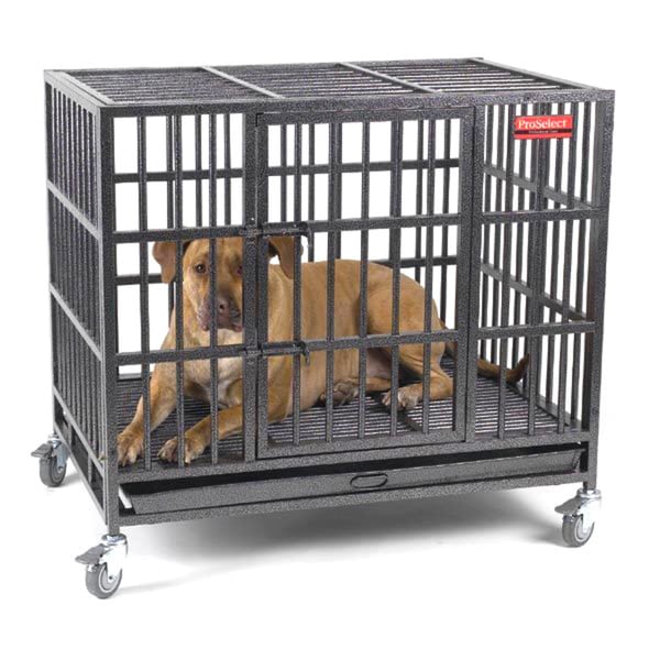 inside dog cage
