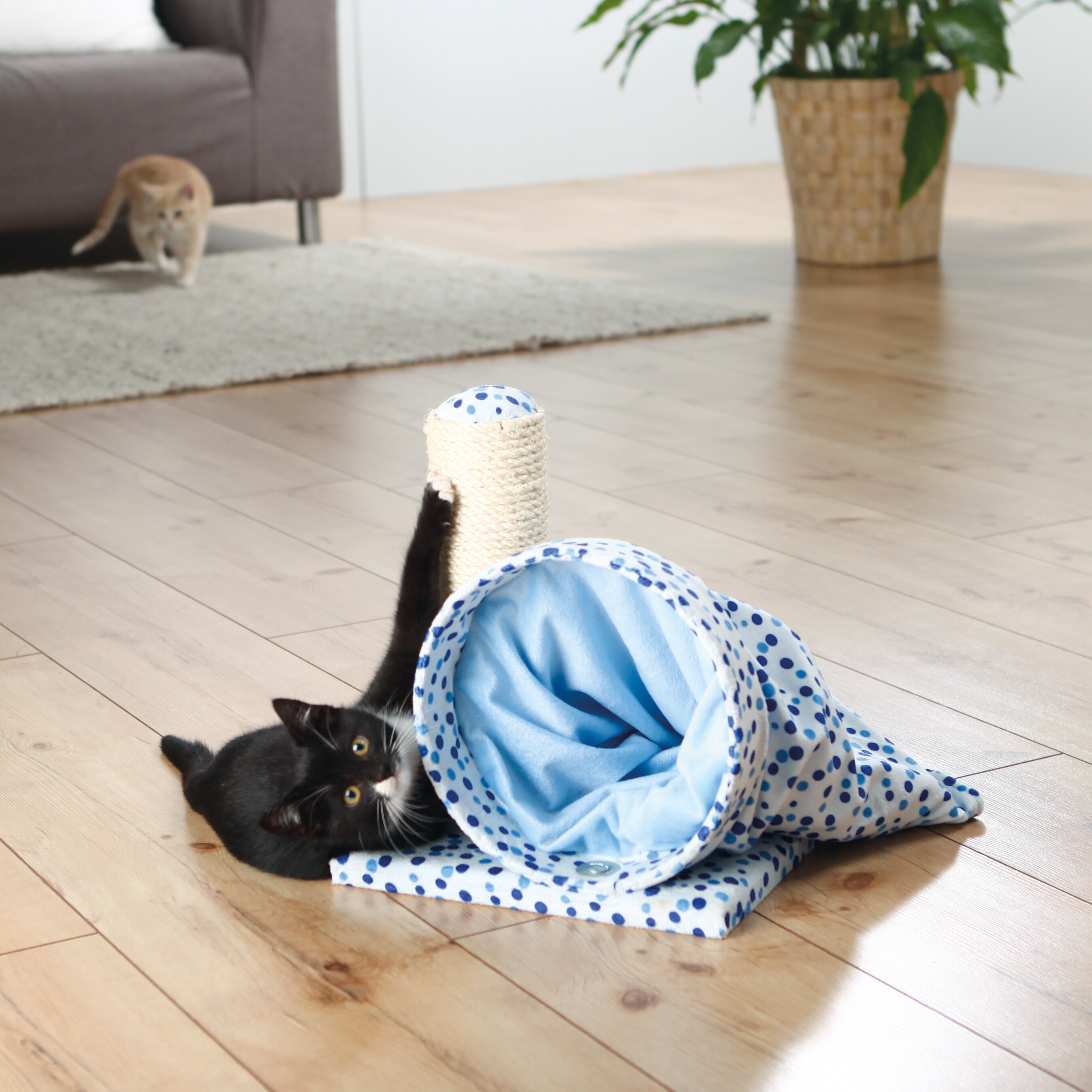 trixie scratching tunnel