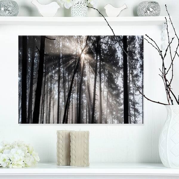 Shop Sunbeams Through Black White Forest Forest Canvas Wall Art Print Overstock 12210525