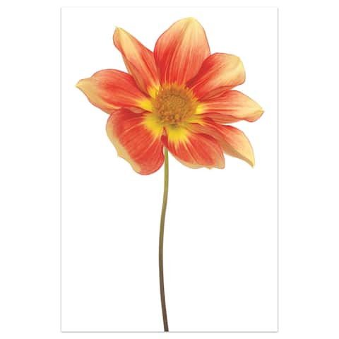 Orange Dahlia Graphic Wall Art on Free Floating Tempered Glass