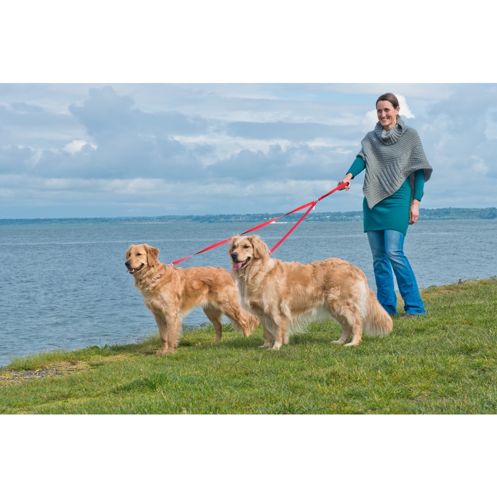 buy dog leash online