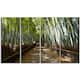 Wide Pathway in Bamboo Forest - Forest Canvas Wall Art Print - Green ...