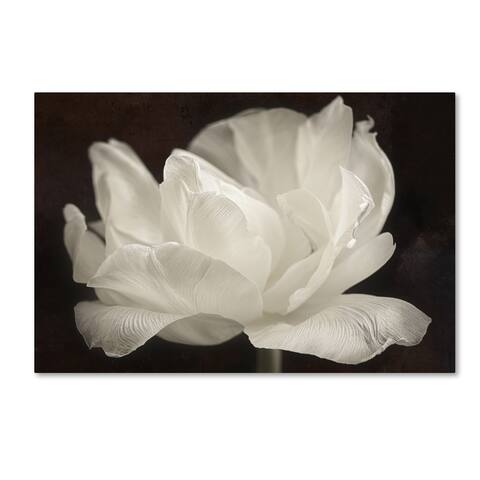 Cora Niele 'White Tulip III' Canvas Art