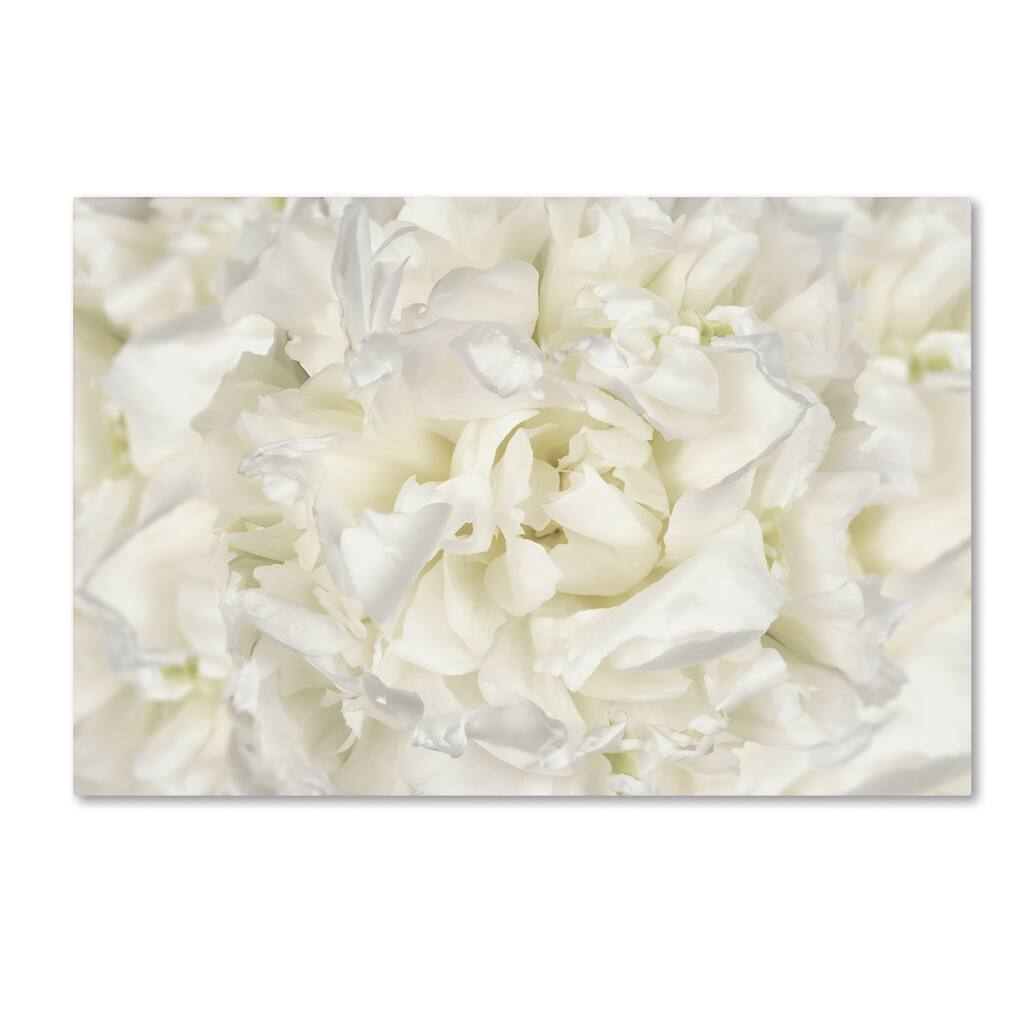 Silver Orchid Crain Cora Niele 'White Peony Flower' Canvas Art