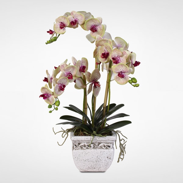 where to buy silk orchids