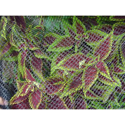 Tenda A Vetro Bird Barricade Netting 14' X 300' U2013 Harris Seeds Laghetto Da Giardino - Foto 9