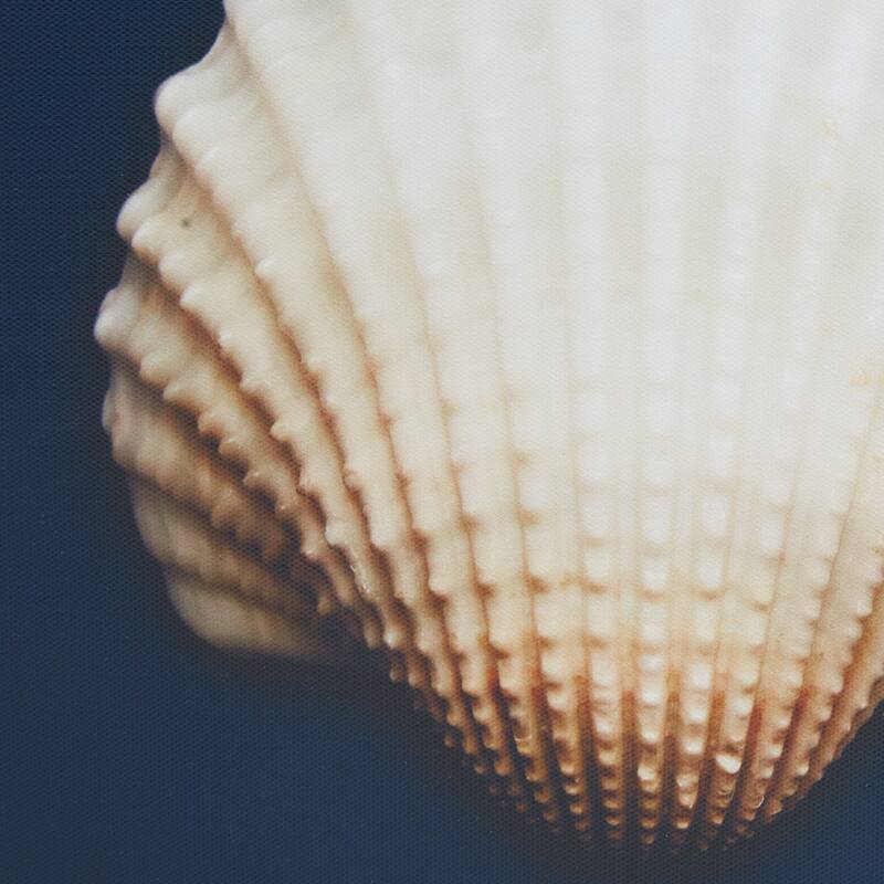 Madison Park Ocean Seashells 4-piece Framed Canvas Wall Art Set - Blue