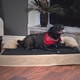 preview thumbnail 1 of 5, PETMAKER Orthopedic Memory Foam Dog Bed