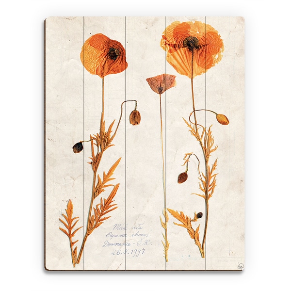 'Dry Poppy' Wood Wall Art