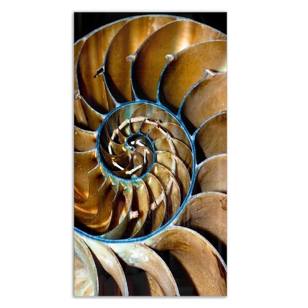 Brown Large Nautilus Shell Abstract Art Glossy Metal Wall Art Overstock