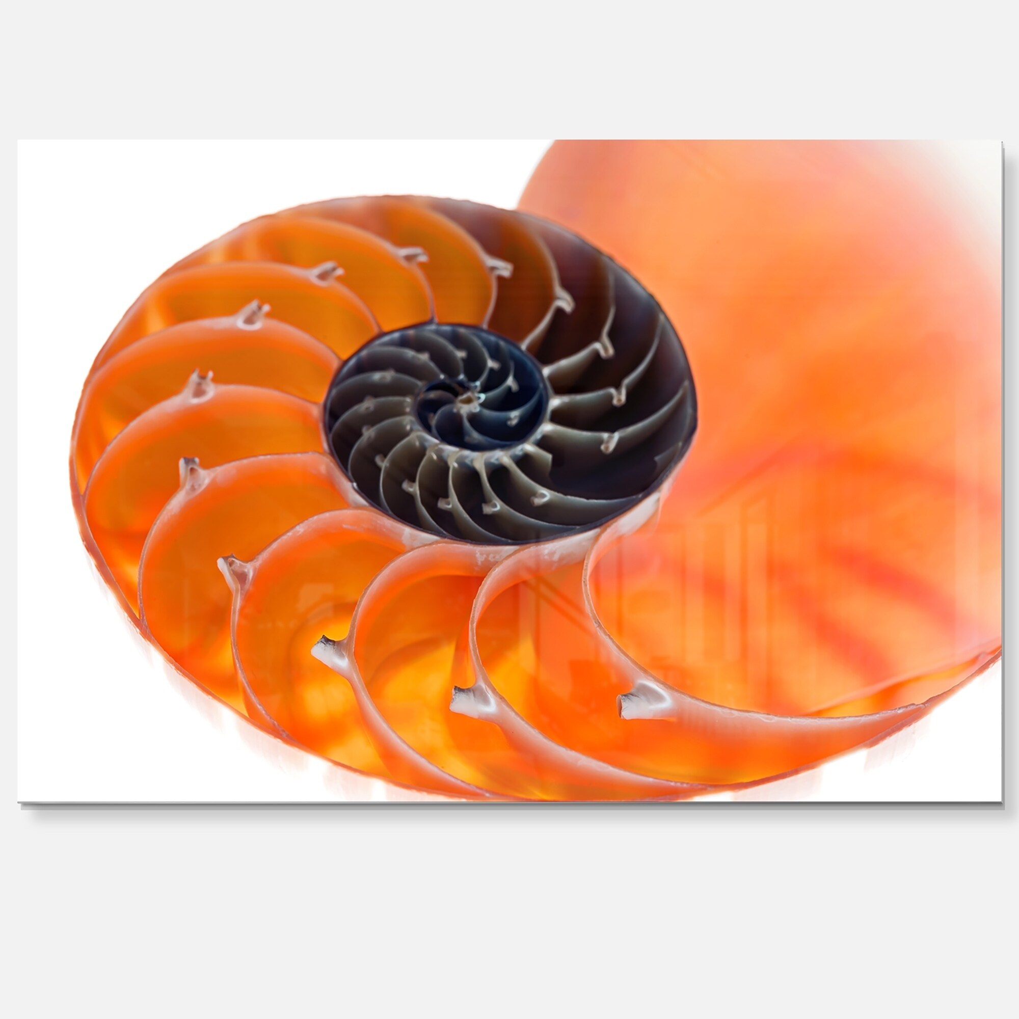 Naranja Nautilus Shell Arte Abstracto Arte De La Pared De Metal Brillante Ebay