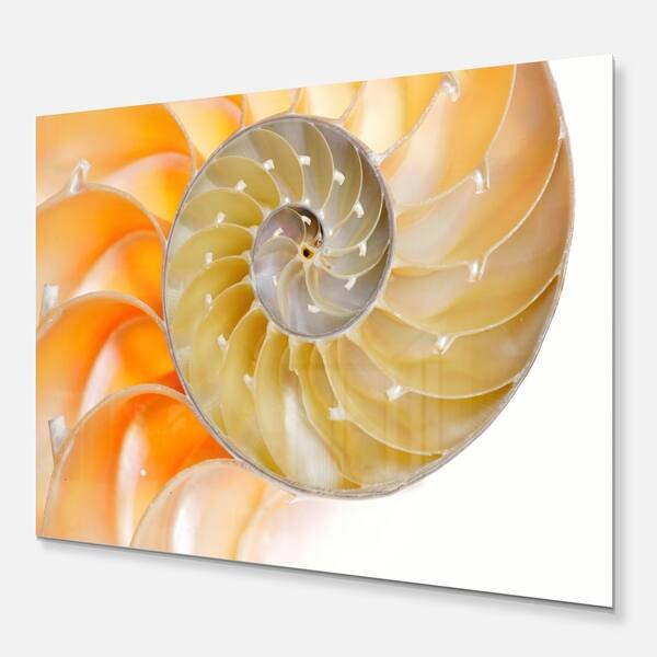 Isolated Nautilus Shell Abstract Art Glossy Metal Wall Art On Sale Overstock