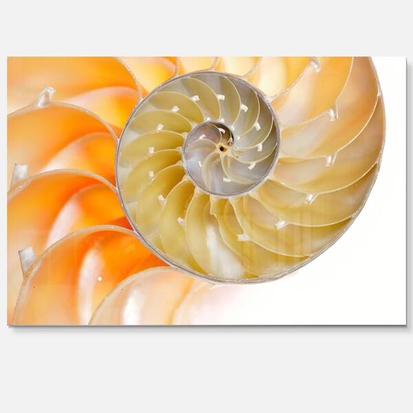 Isolated Nautilus Shell Abstract Art Glossy Metal Wall Art On Sale Overstock