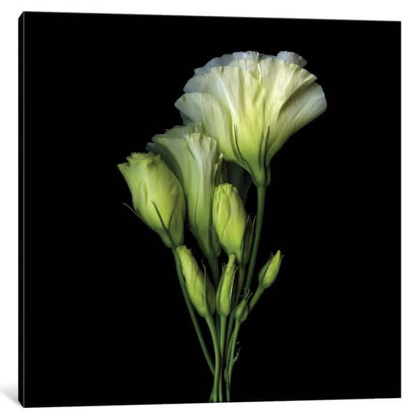 Icanvas A Bundle Of Joy And Beauty By Magda Indigo Canvas Print Overstock 12751859