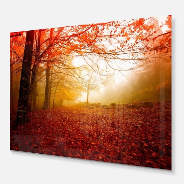 Yellow Sun Rays In Red Forest Landscape Photo Glossy Metal Wall Art On Sale Overstock 12780365